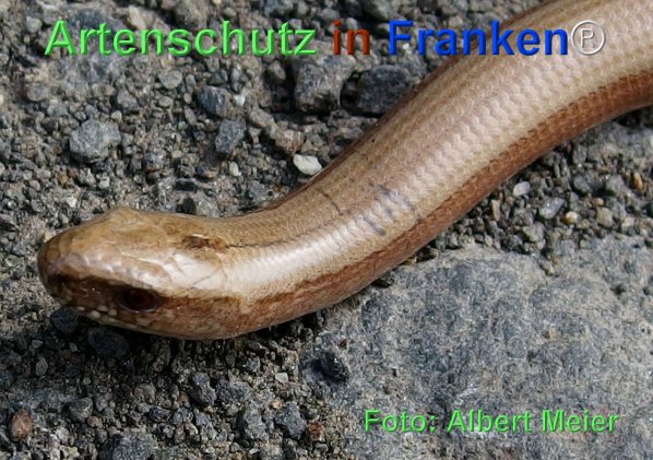 Copyright AiF - Albert Meier Bild zum Eintrag (74516-160)