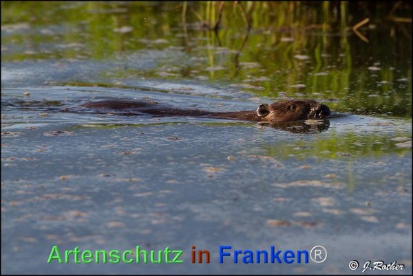 Copyright AiF Johannes Rother Bild zum Eintrag (74529-160)