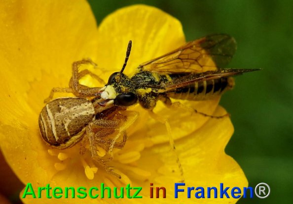 Copyright AiF - Albert Meier Bild zum Eintrag (74572-160)