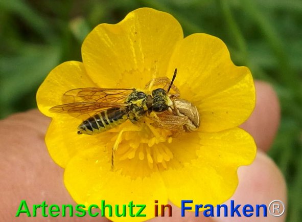 Copyright AiF - Albert Meier Bild zum Eintrag (74573-160)