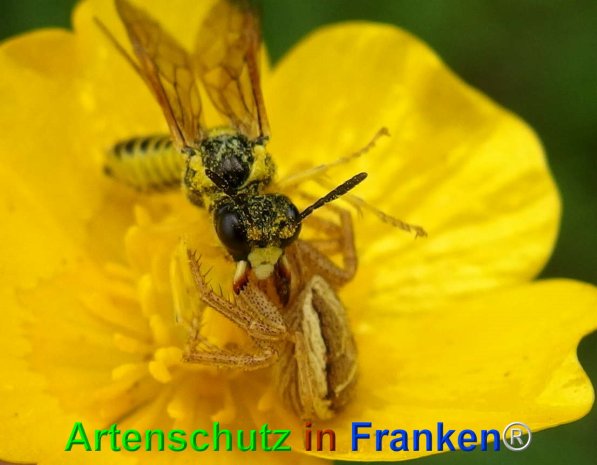 Copyright AiF - Albert Meier Bild zum Eintrag (74574-160)