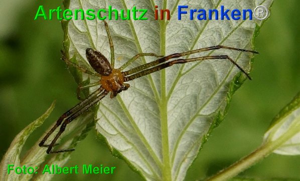 Copyright AiF - Albert Meier Bild zum Eintrag (74577-160)