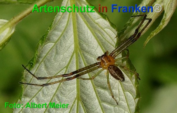 Copyright AiF - Albert Meier Bild zum Eintrag (74578-160)