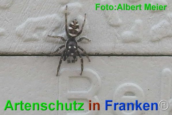 Copyright AiF - Albert Meier Bild zum Eintrag (74584-160)