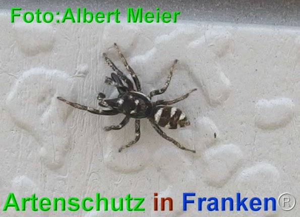 Copyright AiF - Albert Meier Bild zum Eintrag (74585-160)