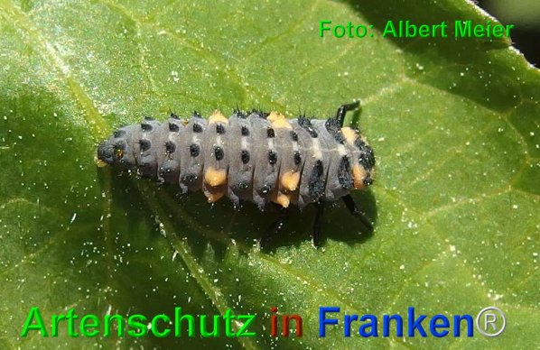 Copyright AiF - Albert Meier Bild zum Eintrag (74588-160)