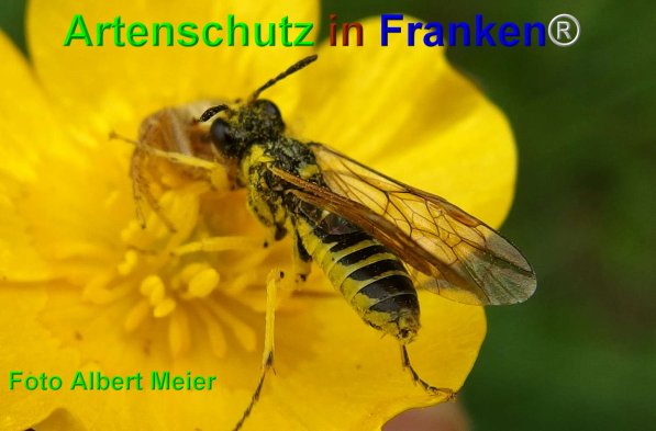Copyright AiF - Albert Meier Bild zum Eintrag (74643-160)