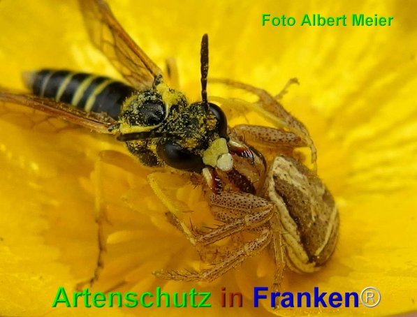 Copyright AiF - Albert Meier Bild zum Eintrag (74644-160)