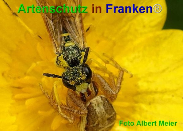 Copyright AiF - Albert Meier Bild zum Eintrag (74645-160)