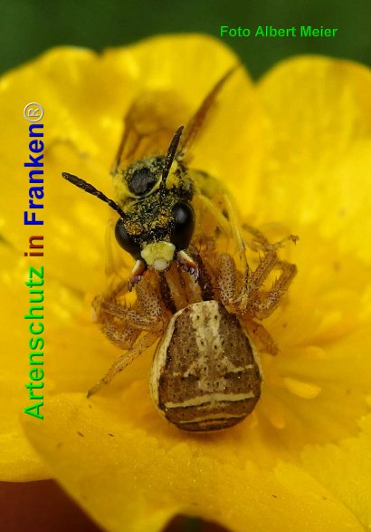 Copyright AiF - Albert Meier Bild zum Eintrag (74646-160)