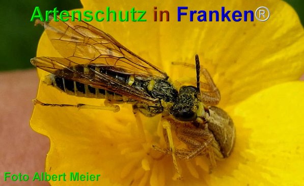 Copyright AiF - Albert Meier Bild zum Eintrag (74647-160)