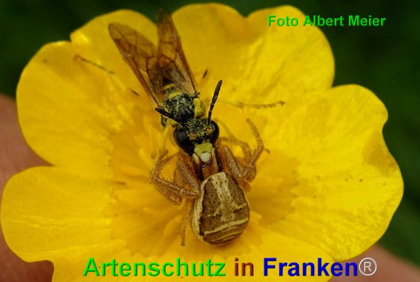 Copyright AiF - Albert Meier Bild zum Eintrag (74648-160)