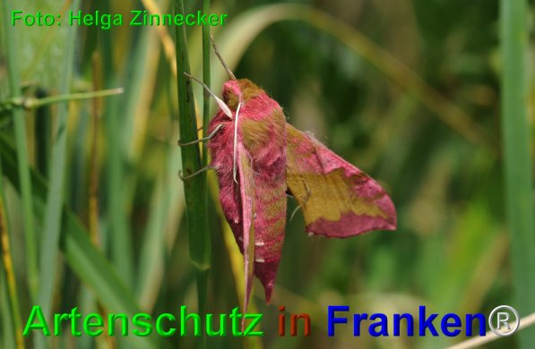 Bild zum Eintrag (74660-160)