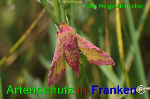Copyright AiF - Helga Zinnecker Bild zum Eintrag (74661-160)
