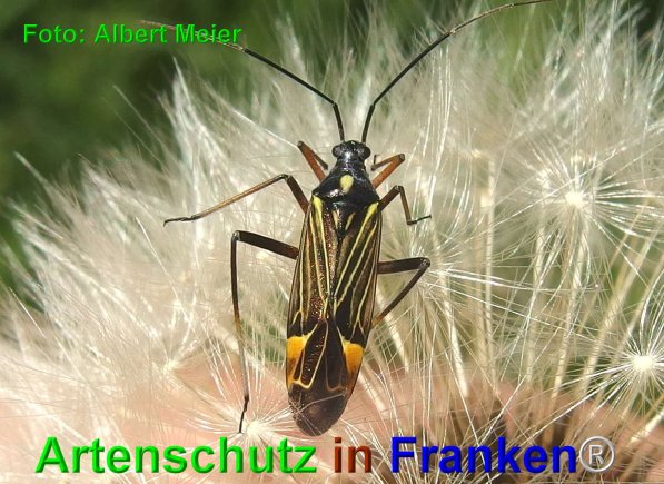 Copyright AiF - Albert Meier Bild zum Eintrag (74718-160)