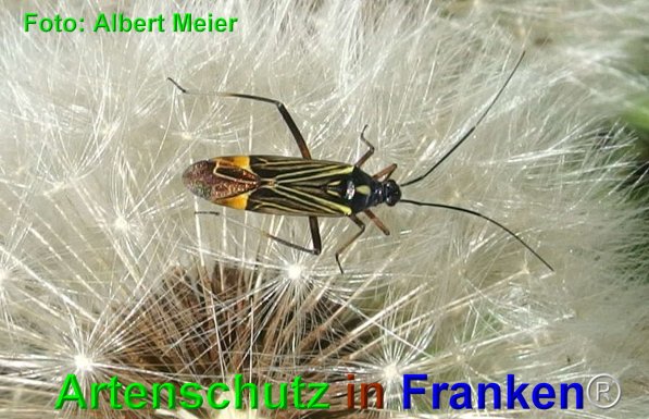 Copyright AiF - Albert Meier Bild zum Eintrag (74719-160)