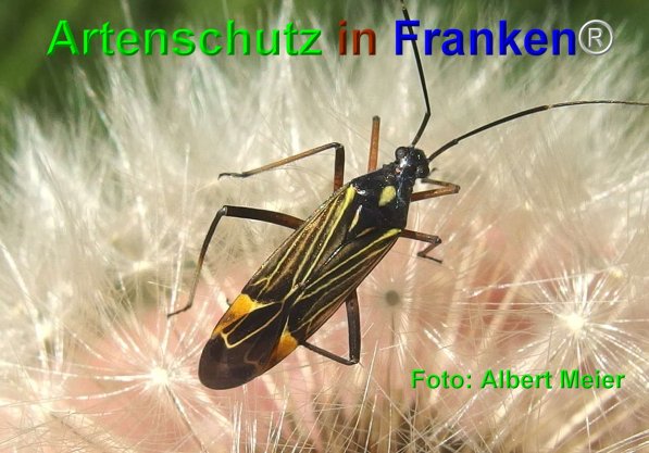 Copyright AiF - Albert Meier Bild zum Eintrag (74720-160)