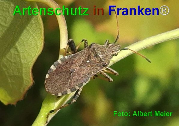 Copyright AiF - Albert Meier Bild zum Eintrag (74728-160)