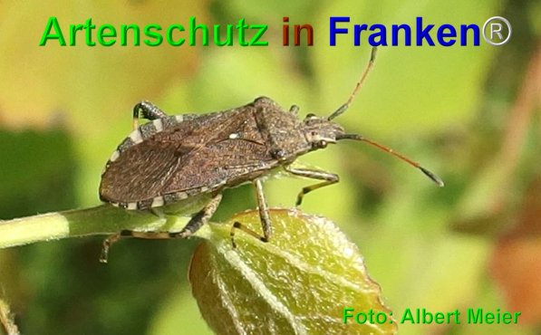 Copyright AiF - Albert Meier Bild zum Eintrag (74729-160)