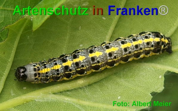 Copyright AiF - Albert Meier Bild zum Eintrag (74737-160)