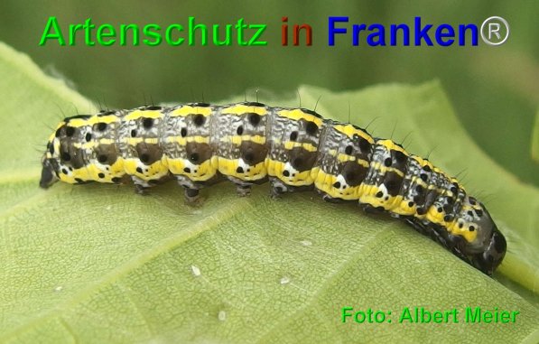 Copyright AiF - Albert Meier Bild zum Eintrag (74738-160)