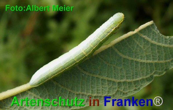 Copyright AiF - Albert Meier Bild zum Eintrag (74774-160)