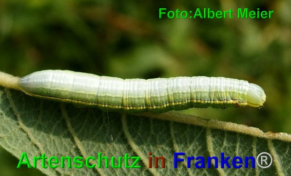 Copyright AiF - Albert Meier Bild zum Eintrag (74775-160)