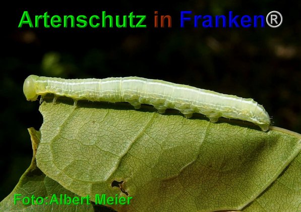 Copyright AiF - Albert Meier Bild zum Eintrag (74779-160)