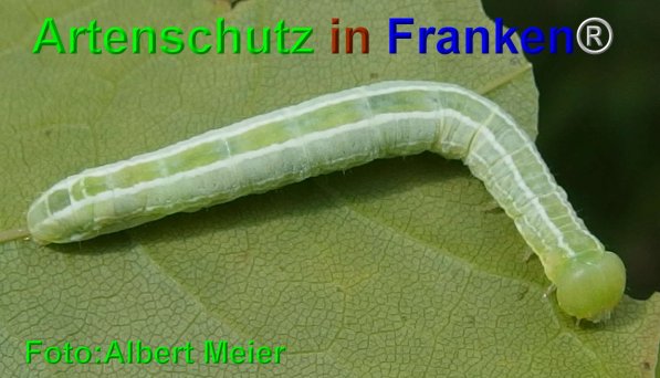 Copyright AiF - Albert Meier Bild zum Eintrag (74780-160)