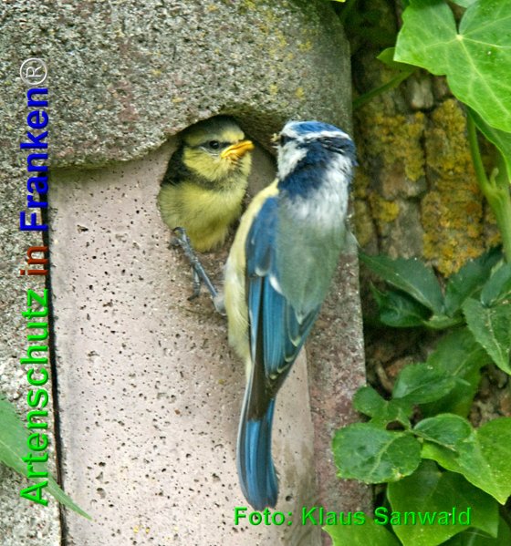 Copyright AiF Klaus Sanwald Bild zum Eintrag (74789-160)