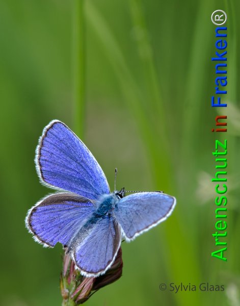 Copyright AiF Sylvia Glaas Bild zum Eintrag (74793-160)