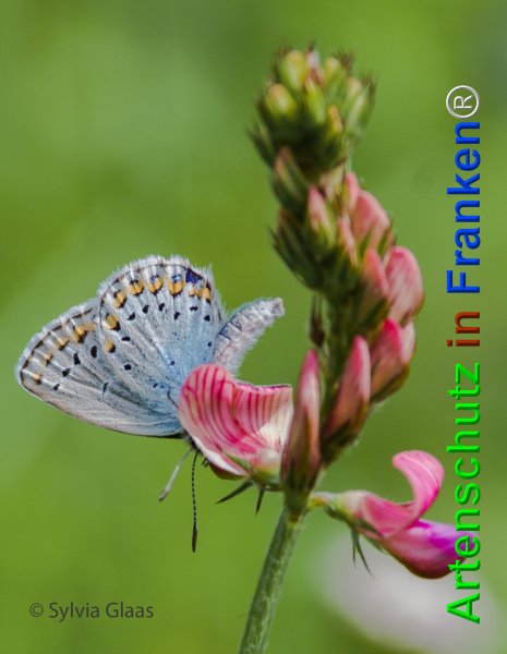 Copyright AiF Sylvia Glaas Bild zum Eintrag (74794-160)