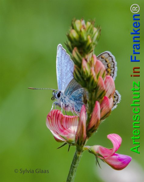 Copyright AiF Sylvia Glaas Bild zum Eintrag (74795-160)