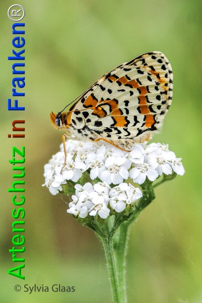 Copyright AiF Sylvia Glaas Bild zum Eintrag (74799-160)