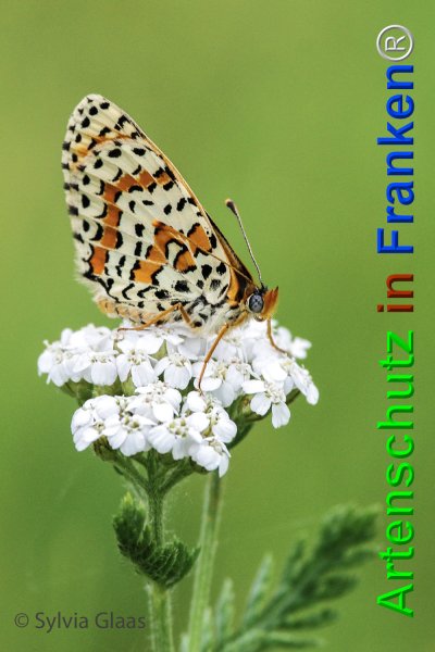 Copyright AiF Sylvia Glaas Bild zum Eintrag (74800-160)