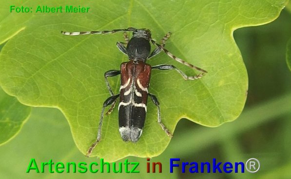 Copyright AiF - Albert Meier Bild zum Eintrag (74865-160)