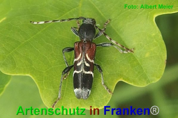 Copyright AiF - Albert Meier Bild zum Eintrag (74866-160)
