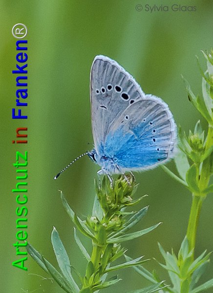Copyright AiF Sylvia Glaas Bild zum Eintrag (74876-160)