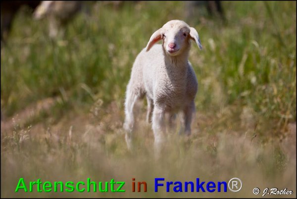 Bild zum Eintrag (74907-160)