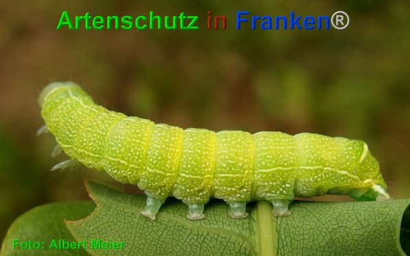 Copyright AiF - Albert Meier Bild zum Eintrag (75017-160)