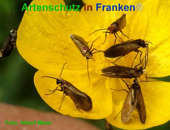 Copyright AiF - Albert Meier Bild zum Eintrag (75023-160)