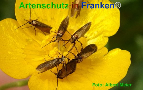 Copyright AiF - Albert Meier Bild zum Eintrag (75024-160)