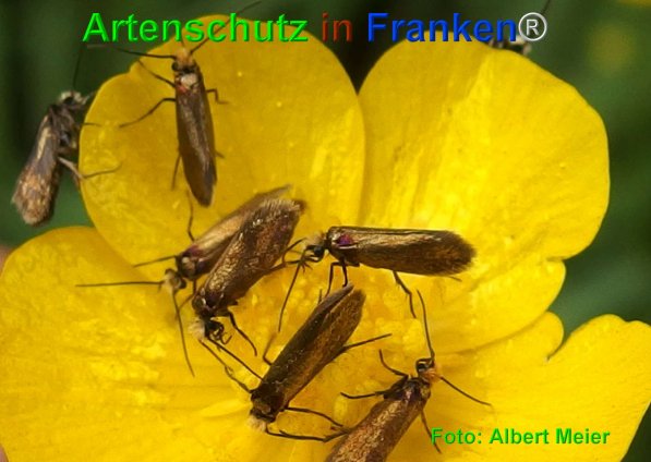 Copyright AiF - Albert Meier Bild zum Eintrag (75025-160)