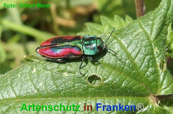 Copyright AiF - Albert Meier Bild zum Eintrag (75029-160)
