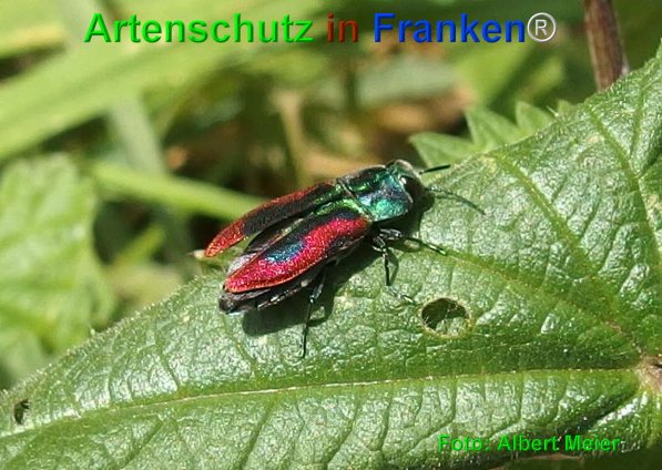 Copyright AiF - Albert Meier Bild zum Eintrag (75030-160)