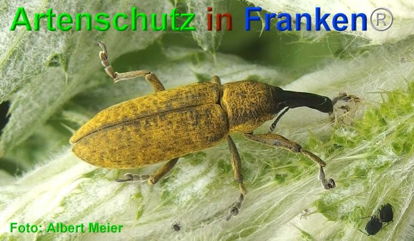 Copyright AiF - Albert Meier Bild zum Eintrag (75057-160)