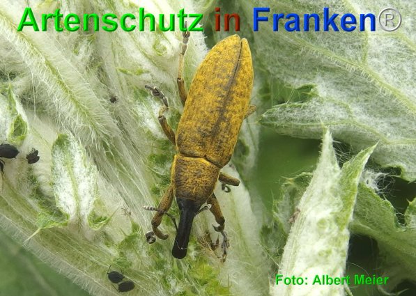 Copyright AiF - Albert Meier Bild zum Eintrag (75058-160)
