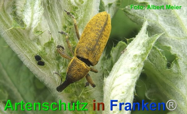 Copyright AiF - Albert Meier Bild zum Eintrag (75059-160)