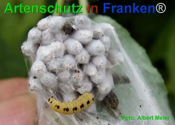 Copyright AiF - Albert Meier Bild zum Eintrag (75061-160)