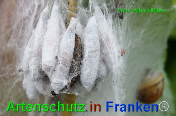 Bild zum Eintrag (75062-160)